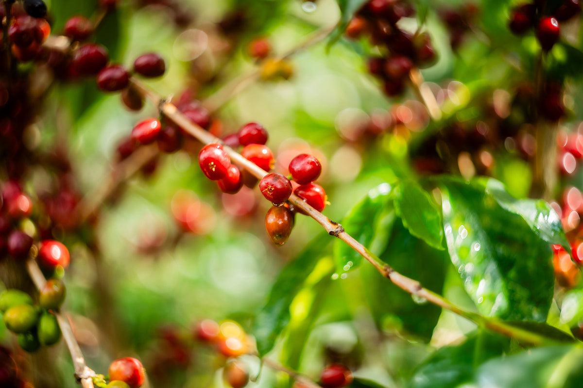 ETHIOPIA Halo Beriti FIL