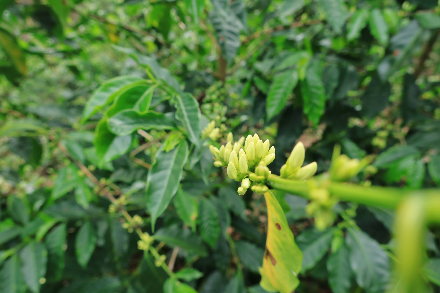 PERU Timbuyacu Red Bourbon FIL - WAY Coffee Roasters