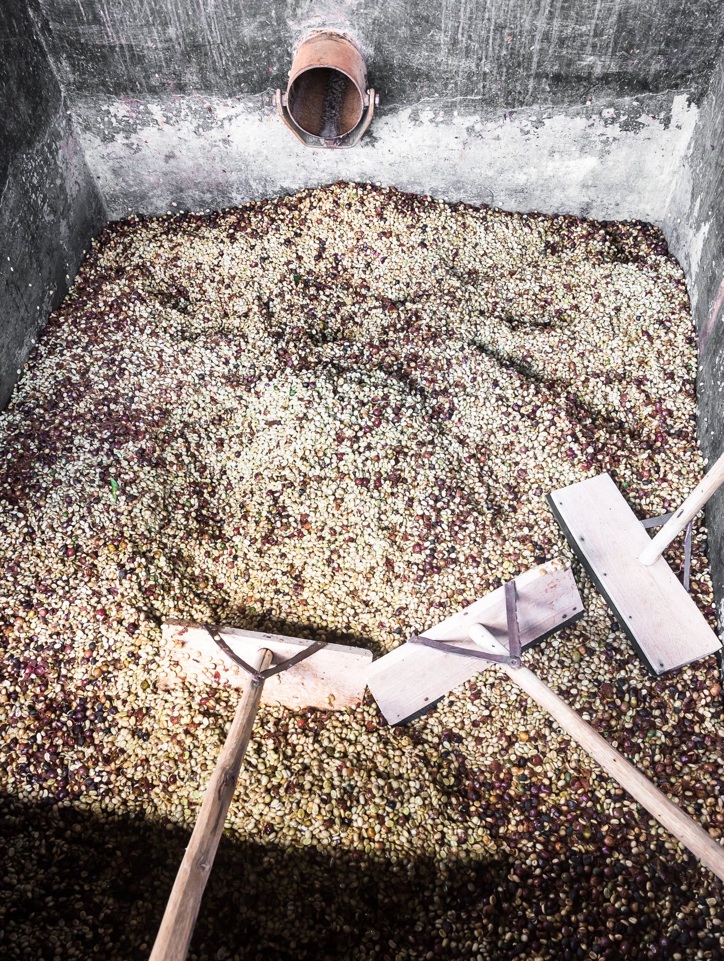 KENYA Kiri Kirinyaga FIL - WAY Coffee Roasters
