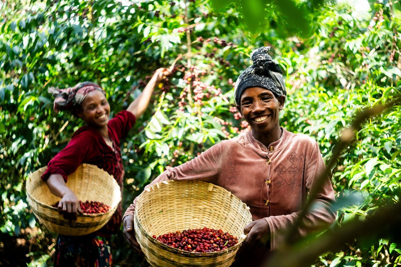 Twee pluksters met manden vol rijpe koffiekersen in Ethiopië
