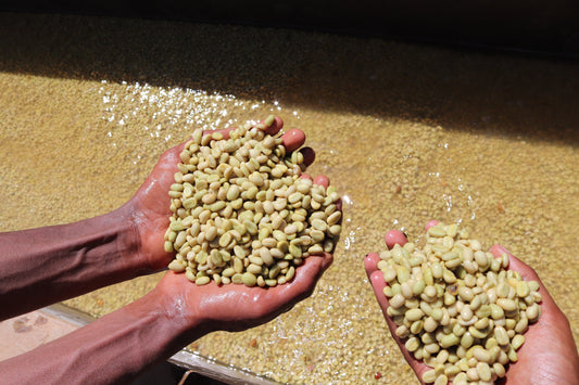 Wat is grade 1-koffie en waarom zou je ervoor kiezen?