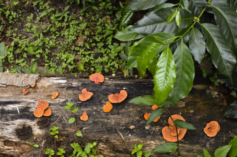 Rumiyacu: Waar Educatie en Duurzaamheid de Smaak Bepalen