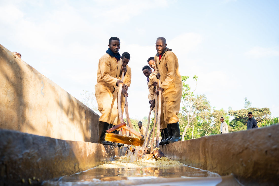 Ethiopia Halo Beriti — twee nummers en een landras