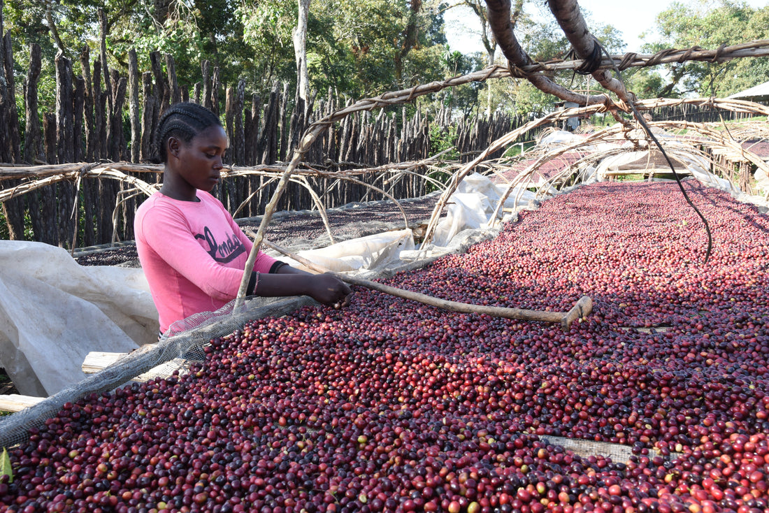 Cold brew met de Ethiopia Gundira Shela - WAY Coffee Roasters