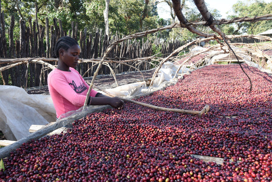 Cold brew met de Ethiopia Gundira Shela - WAY Coffee Roasters