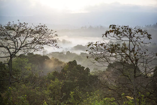 Forest coffee uit Kaffa: de Gundira Shela en de bron van koffie