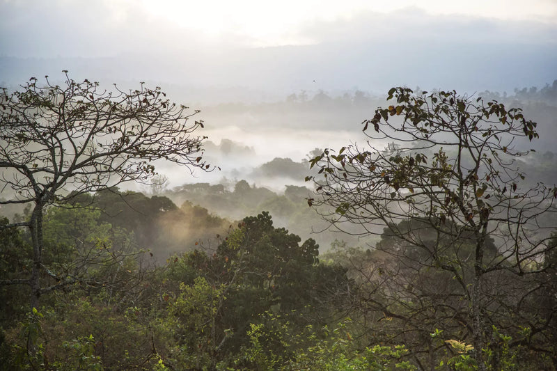 Forest coffee uit Kaffa: de Gundira Shela en de bron van koffie