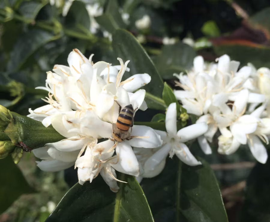 Specialty koffie, nu ook zonder cafeïne.