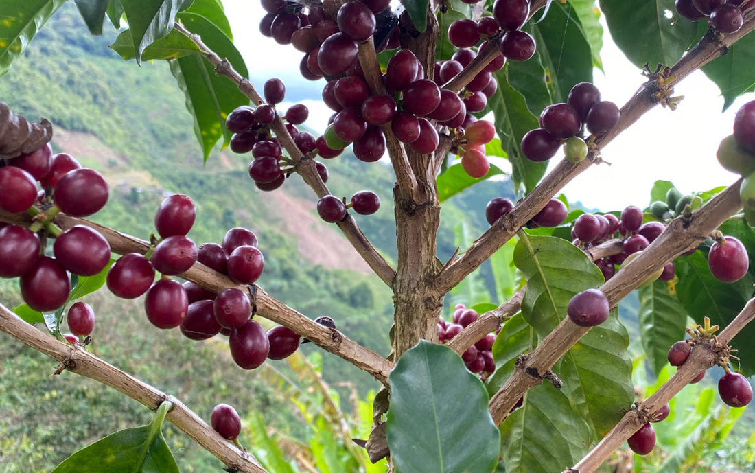 Waarom Caturron een naam is om te onthouden