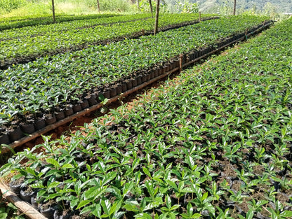 Eindejaarsspecial COLOMBIA El Porvenir - Wush Wush - Gezeild over de Oceaan | FIL