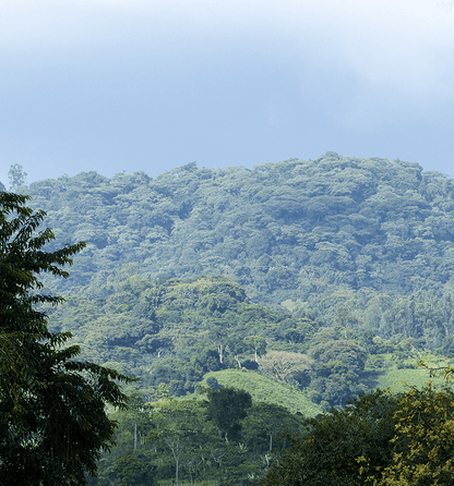 ETHIOPIA Gushe Buna FIL - WAY Coffee Roasters