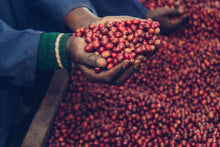 Afbeelding in Gallery-weergave laden, RWANDA Nyamiyaga ESP