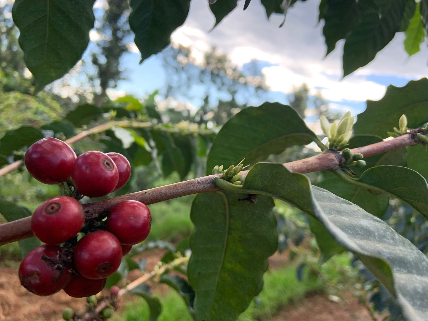 KENYA Kiri Kirinyaga FIL - WAY Coffee Roasters