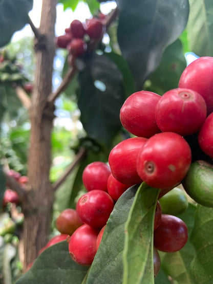 KENYA Kiri Kirinyaga FIL - WAY Coffee Roasters