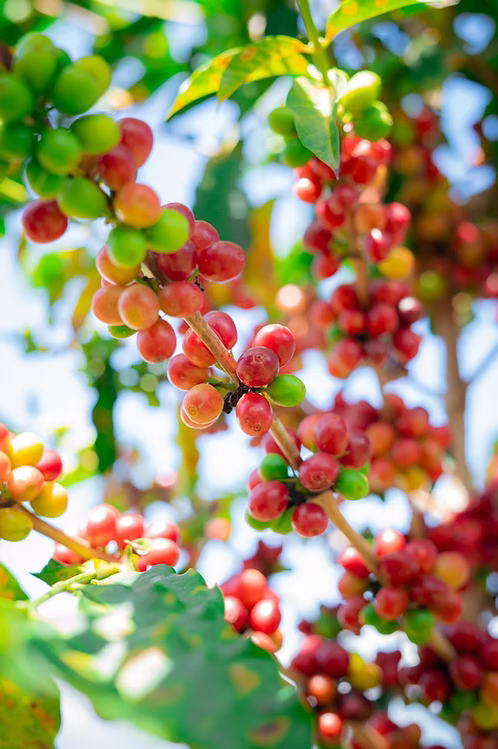 COLOMBIA Pink Bourbon Betulia FIL - WAY Coffee Roasters