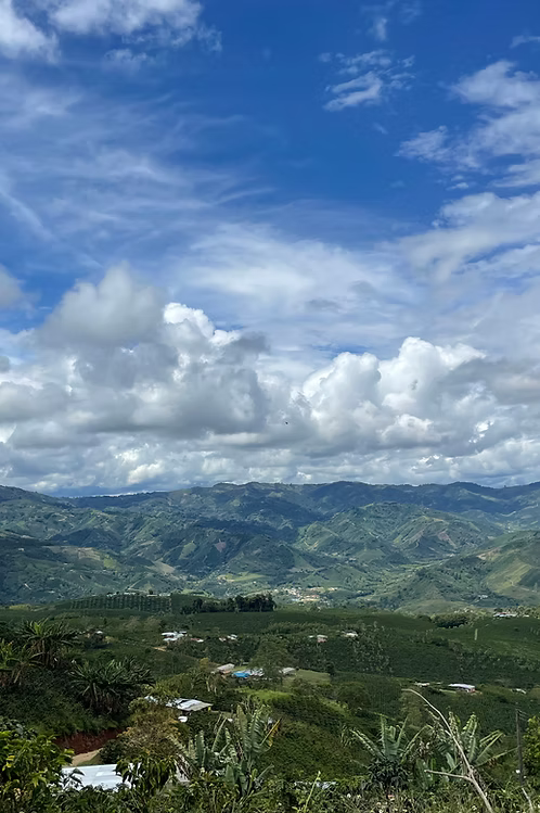 COLOMBIA Pink Bourbon Betulia FIL - WAY Coffee Roasters