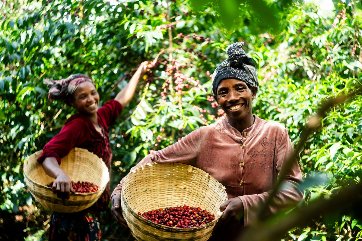 ETHIOPIA Halo Beriti FIL