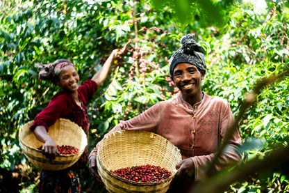 ETHIOPIA Halo Beriti FIL