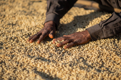 ETHIOPIA Halo Beriti FIL