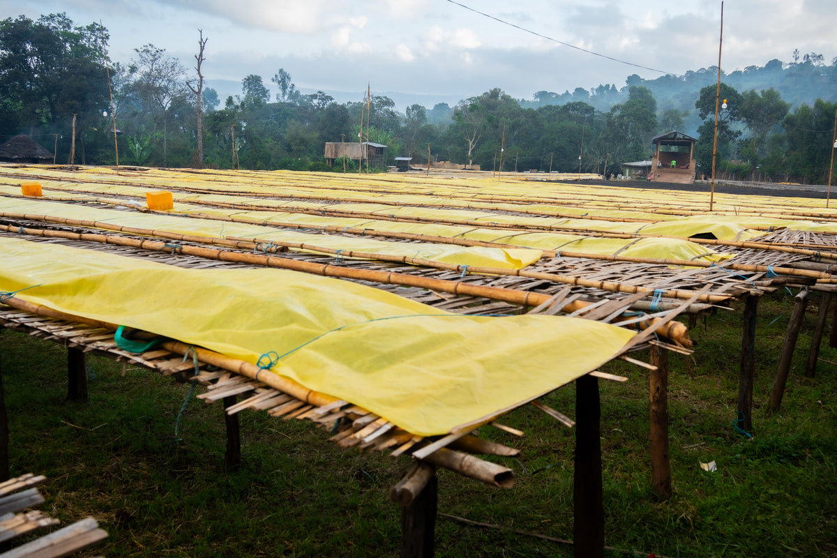 ETHIOPIA Halo Beriti FIL