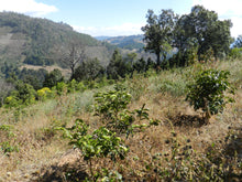 Afbeelding in Gallery-weergave laden, GUATEMALA Finca Familia Jimenez ESP