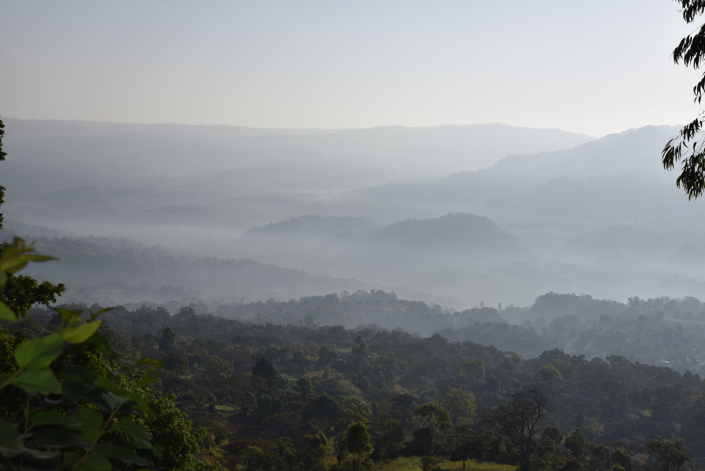 ETHIOPIA Gushe Buna FIL - WAY Coffee Roasters
