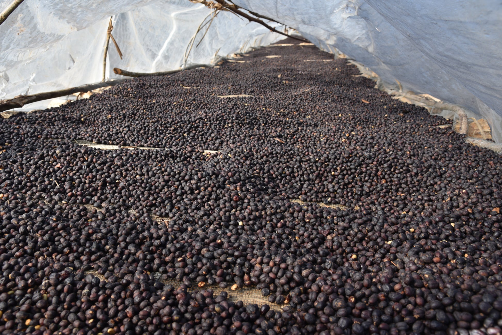 ETHIOPIA Gushe Buna FIL - WAY Coffee Roasters