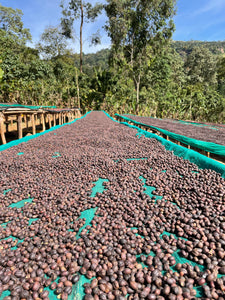 ETHIOPIA Garse ESP