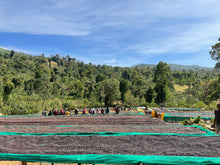 Afbeelding in Gallery-weergave laden, ETHIOPIA Garse ESP