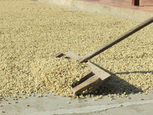 Afbeelding in Gallery-weergave laden, GUATEMALA Finca Familia Jimenez ESP