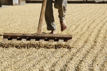 Afbeelding in Gallery-weergave laden, GUATEMALA Finca Familia Jimenez ESP
