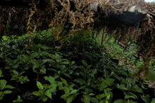 Afbeelding in Gallery-weergave laden, ETHIOPIA Gogogu ESP