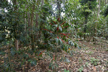 Afbeelding in Gallery-weergave laden, ETHIOPIA Gogogu ESP