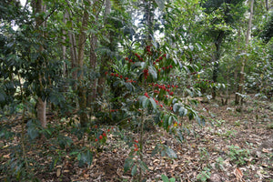 ETHIOPIA Gogogu ESP