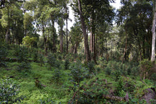Afbeelding in Gallery-weergave laden, ETHIOPIA Gogogu ESP