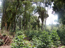 Afbeelding in Gallery-weergave laden, ETHIOPIA Gogogu ESP