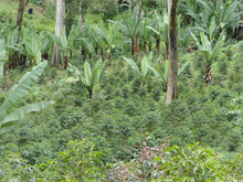 Afbeelding in Gallery-weergave laden, ETHIOPIA Gogogu ESP