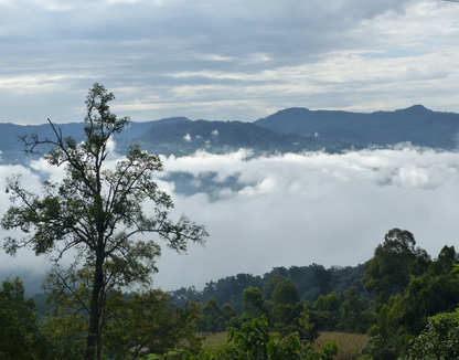 Ethiopia Gushe Buna - Gundira Shela farm in Kaffa - WAY Coffee Roasters