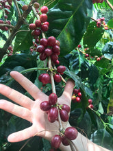 Afbeelding in Gallery-weergave laden, GUATEMALA Finca Familia Jimenez ESP