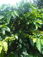 Afbeelding in Gallery-weergave laden, GUATEMALA Finca Familia Jimenez ESP