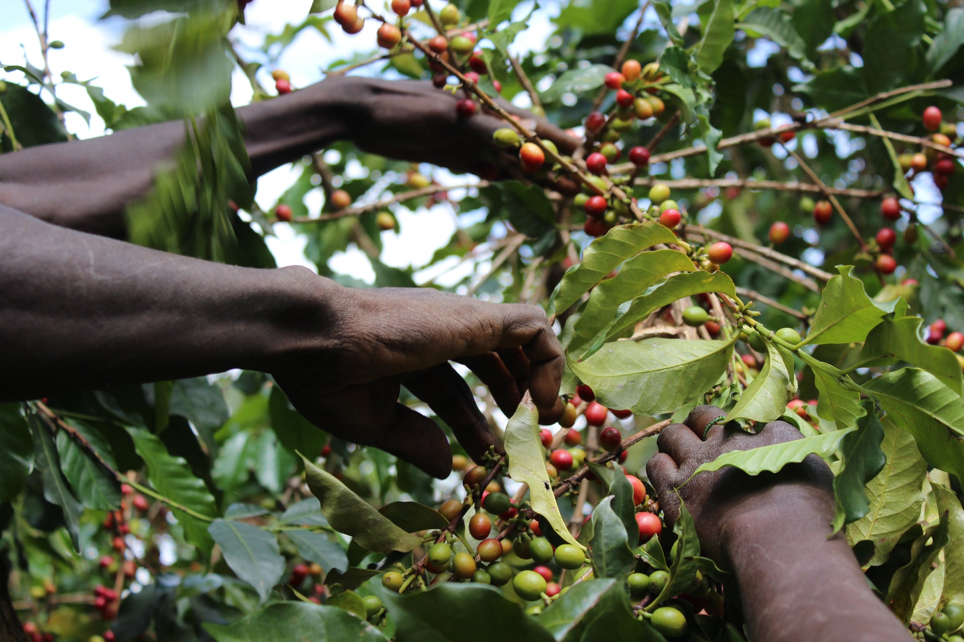 KENYA Kiri Kirinyaga FIL - WAY Coffee Roasters