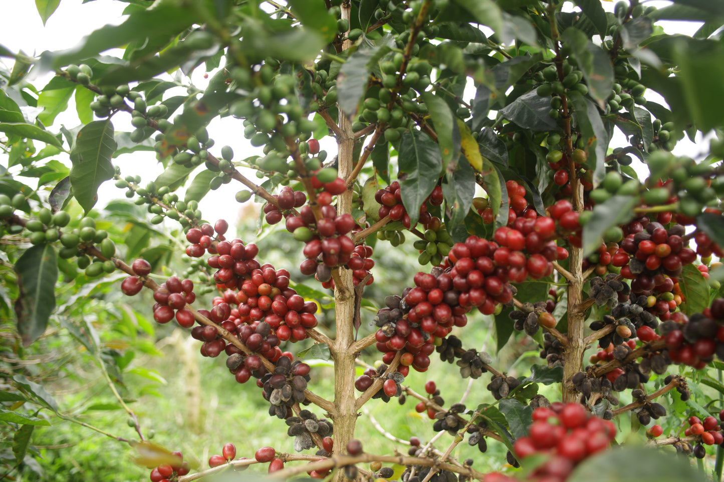 INDONESIA Sadayana FIL - WAY Coffee Roasters
