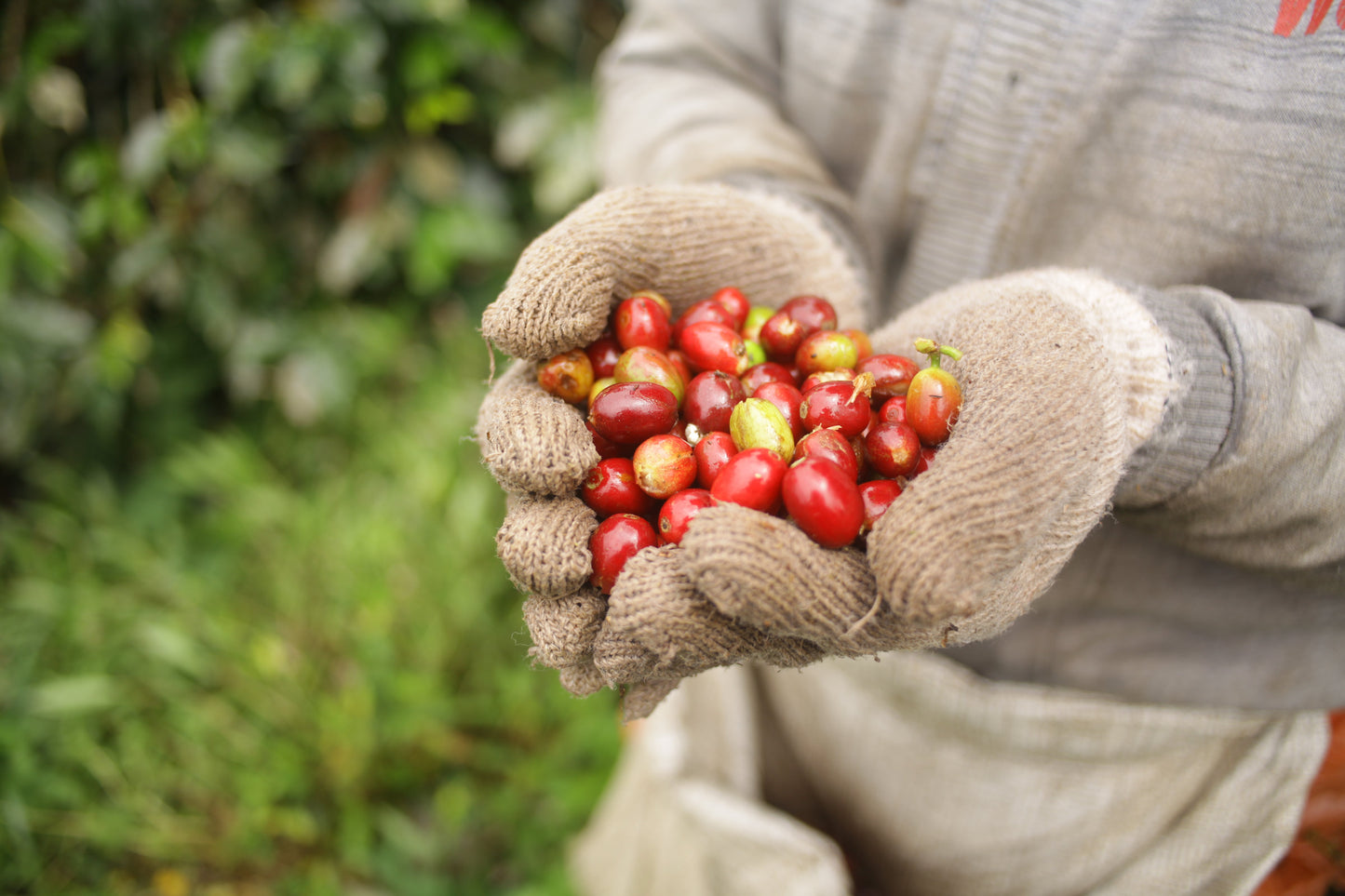 INDONESIA Sadayana FIL - WAY Coffee Roasters