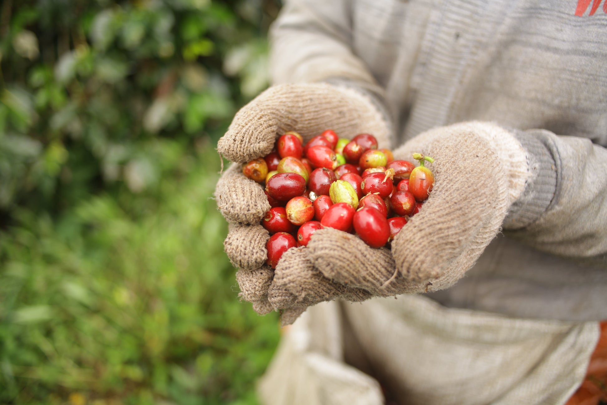 INDONESIA Sadayana FIL - WAY Coffee Roasters