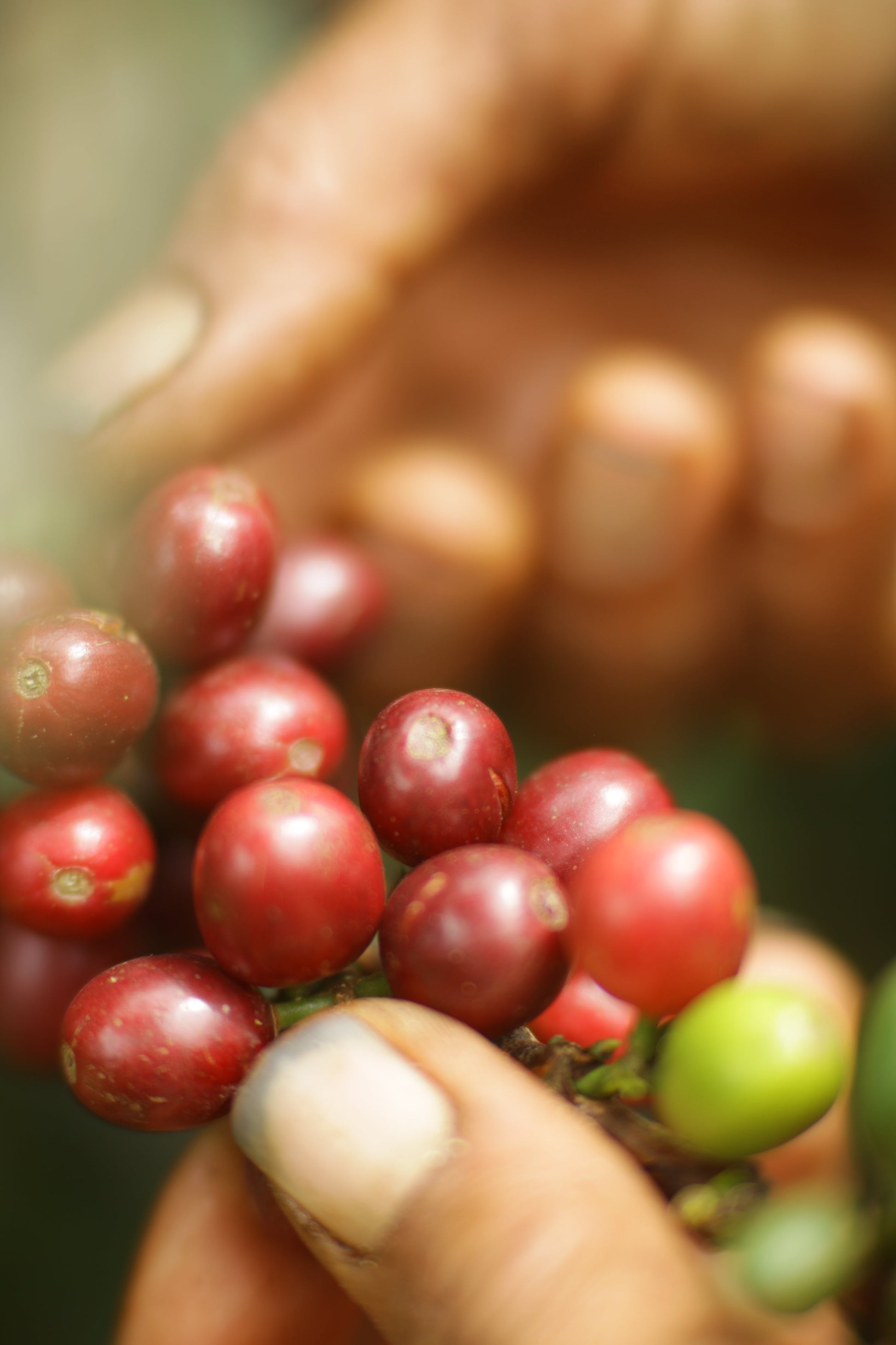INDONESIA Sadayana FIL - WAY Coffee Roasters