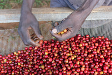 Afbeelding in Gallery-weergave laden, BURUNDI Masha FIL