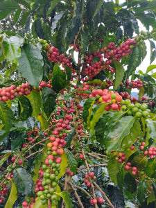 Colombia - Espresso - Le Champagne- Pink Bourbon Natural - Vanilla, maple, mango, blueberry, cherry, red apple, pineapple and strawberry