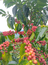 Afbeelding in Gallery-weergave laden, Colombia - Espresso - Le Champagne- Pink Bourbon Natural - Vanilla, maple, mango, blueberry, cherry, red apple, pineapple and strawberry