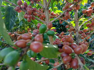 Colombia - Espresso - Le Champagne- Pink Bourbon Natural - Vanilla, maple, mango, blueberry, cherry, red apple, pineapple and strawberry