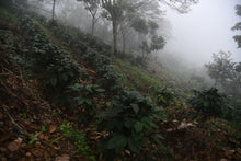 Afbeelding in Gallery-weergave laden, MEXICO SIPRO FIL - WAY Coffee Roasters